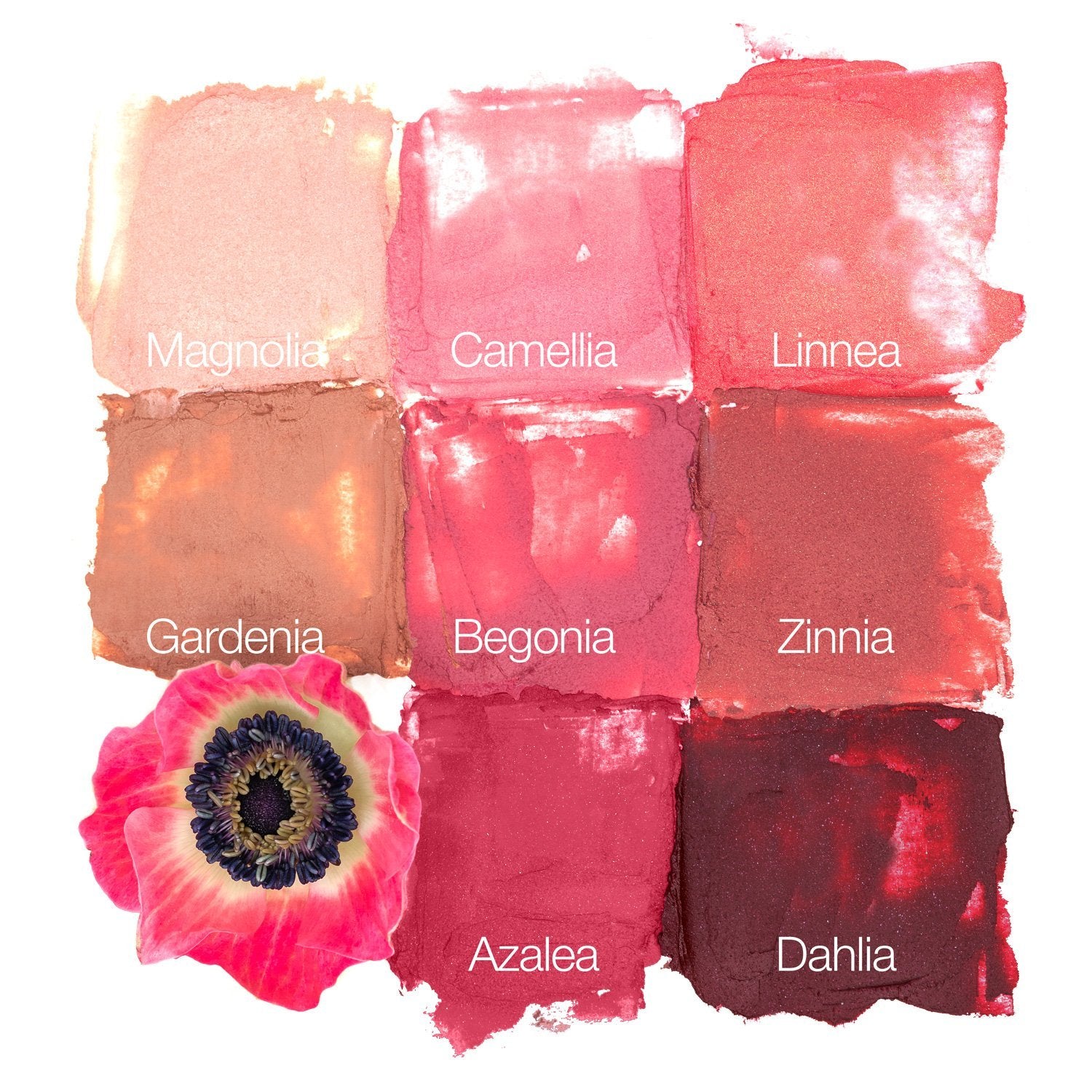 Dahlia – Deep Berry Wine